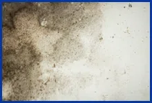 Key Biscayne Restoration Company Key Biscayne, FL 786-309-9751 Key Biscayne Restoration Company Key Biscayne, FL 786-309-9751 - mold-sidebar